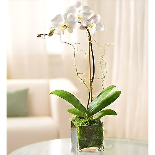 NYC Flower Delivery - White Phalaenopsis Orchid for Sympathy - Plants
