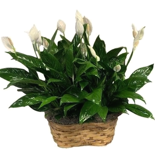 NYC Flower Delivery - Double Spath Plant In Basket - Plants