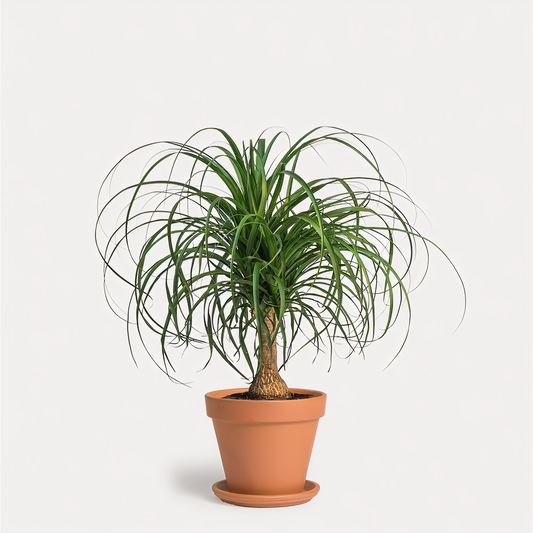 NYC Flower Delivery - Pony Tail Palm In Clay Pot - Plants