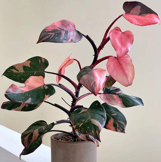 Philodendron "Pink Princess" in 6" Clay Pot
