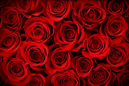 Valentine's Day Fresh Roses