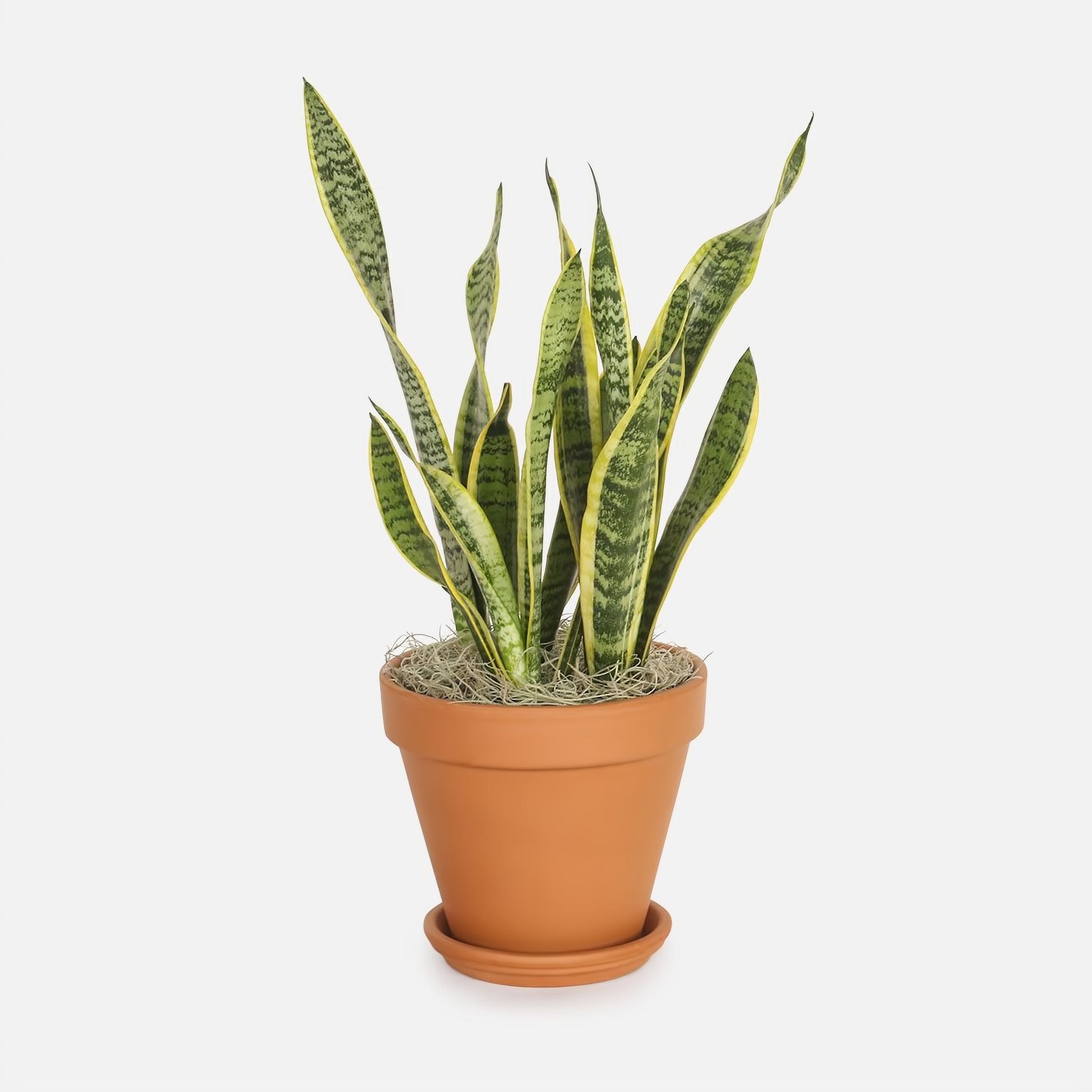 NYC Flower Delivery - Snake Plant Sanseveria In 10" Clay Pot - Plants