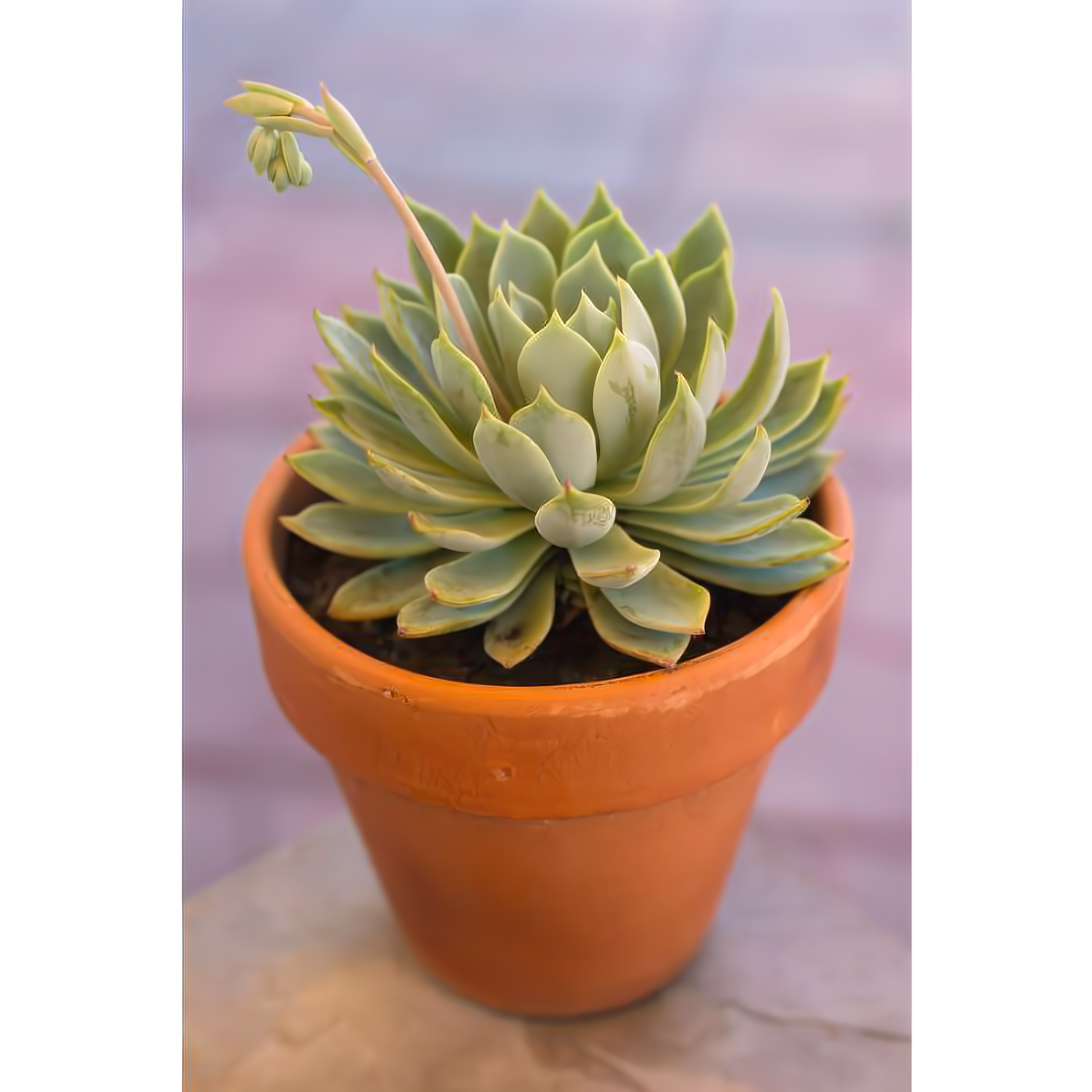 NYC Flower Delivery - ECHEVERIA SUCCULENT 6" IN CLAY POT - Plants