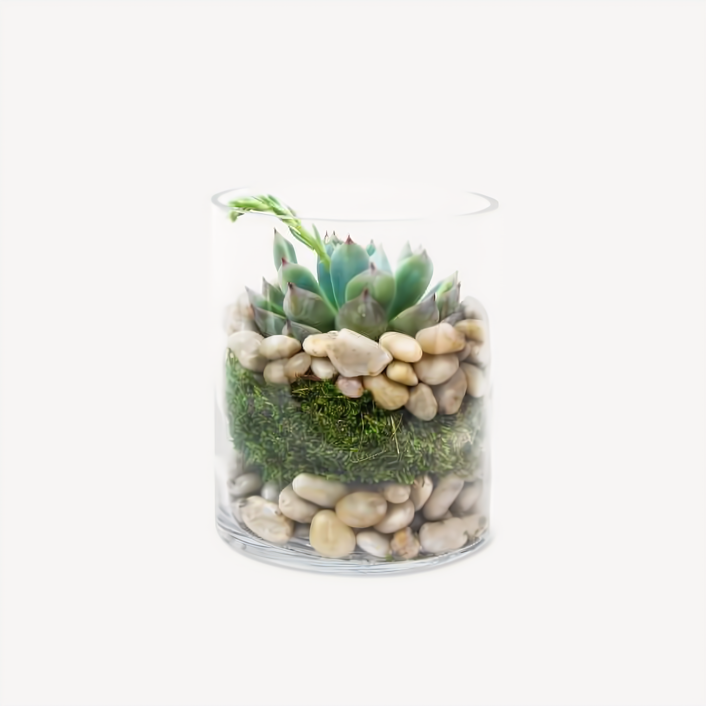 NYC Flower Delivery - ECHEVERIA SUCCULENT IN CYLINDER VASE - Plants