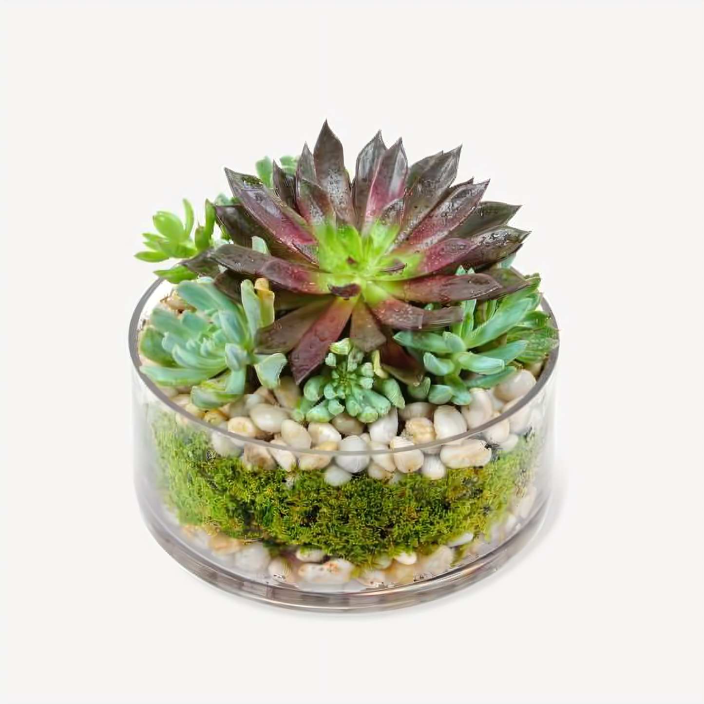 NYC Flower Delivery - Succulent Dish Garden In Round Glass - Plants